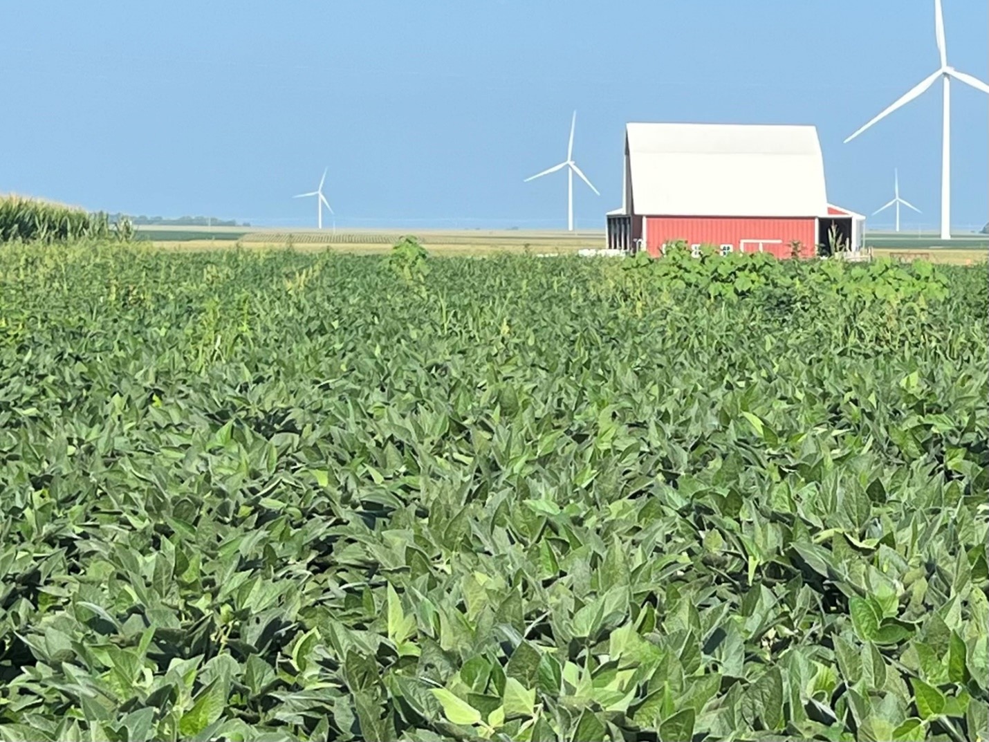 Soybean field with weeds uncontrolled