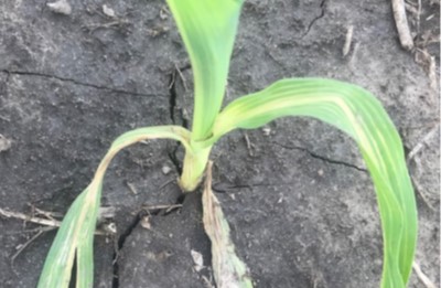 Veinal chlorosis due to fomesafen carryover in corn.